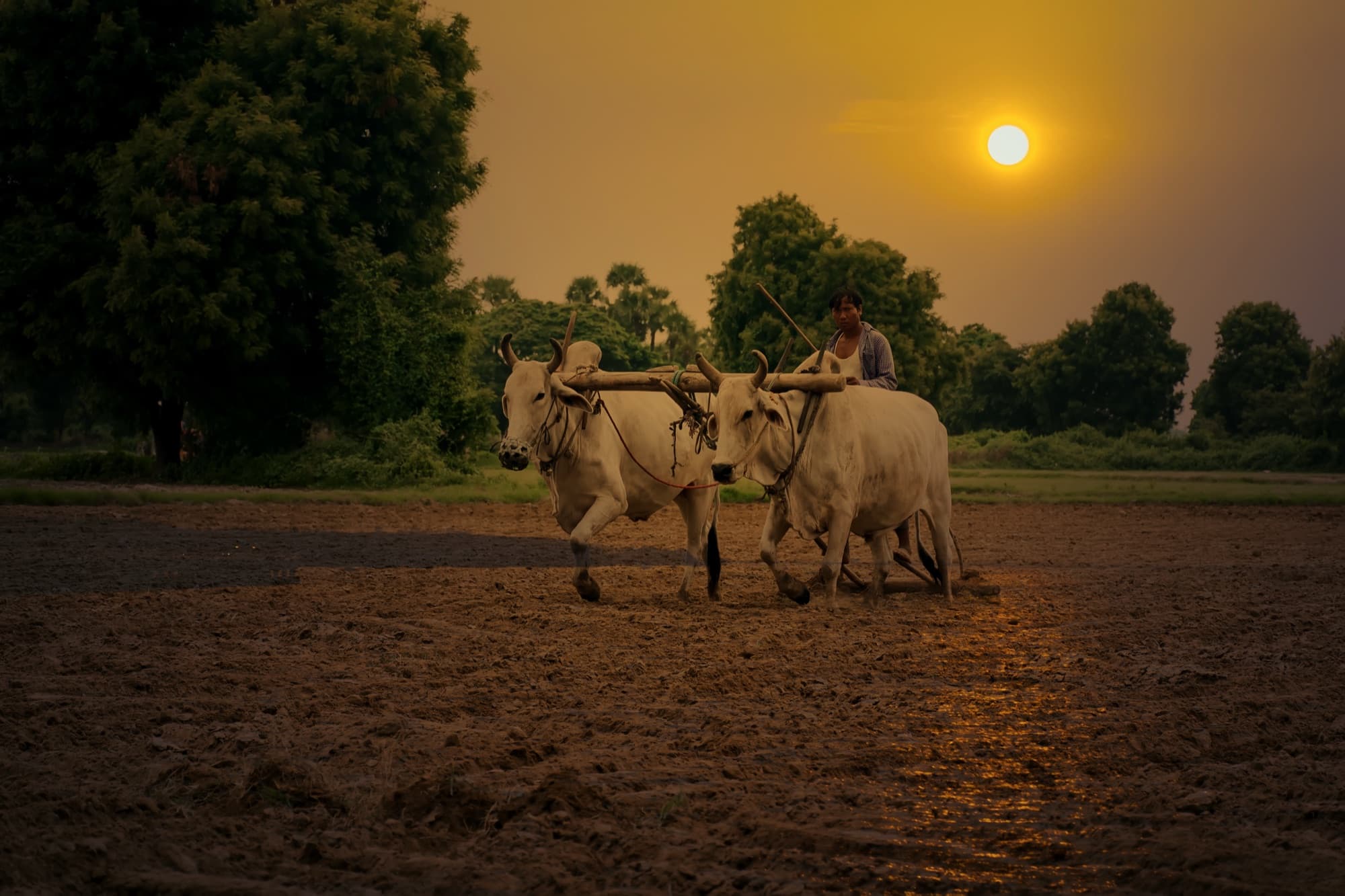 Oxen plowing a field at sunset in rural Bangladesh, the real-economy asset behind the AgriCore and Blade Labs Sharia-compliant livestock investment programme