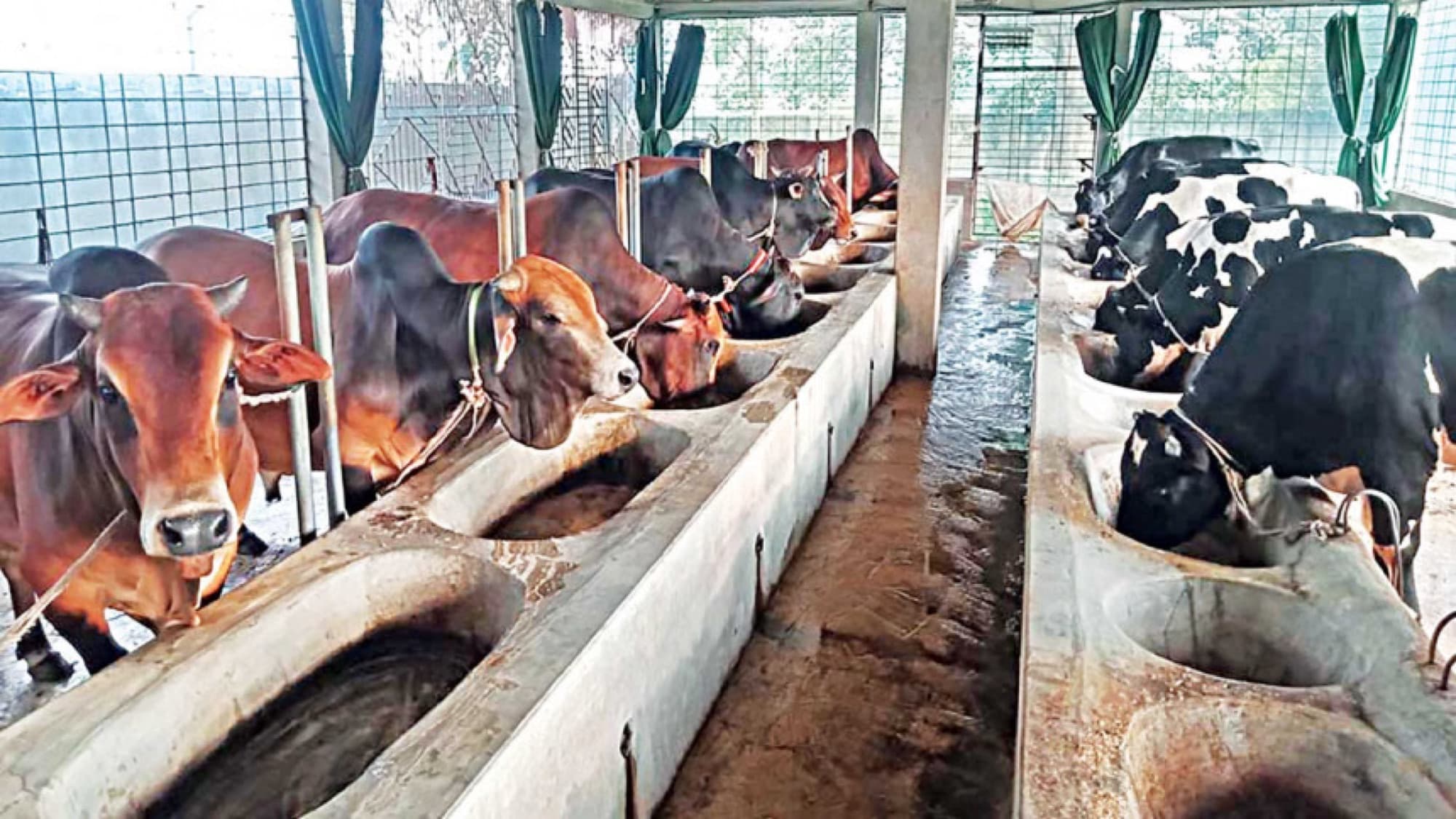Managed cattle shed in Bangladesh with cows feeding at a trough