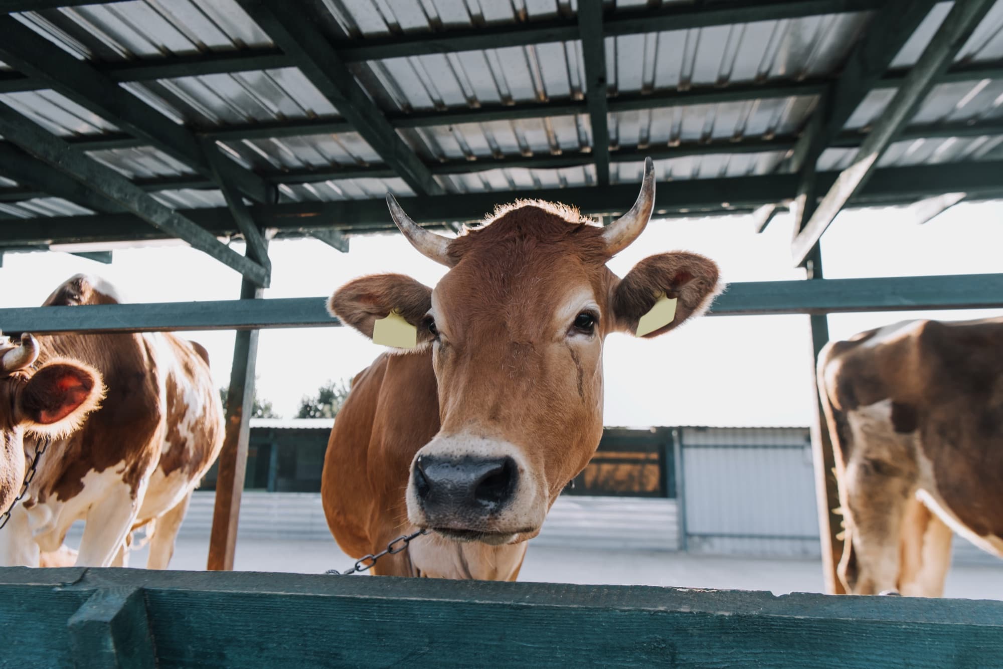 Cattle with biometric ear tags in a managed AgriCore shed in Bangladesh