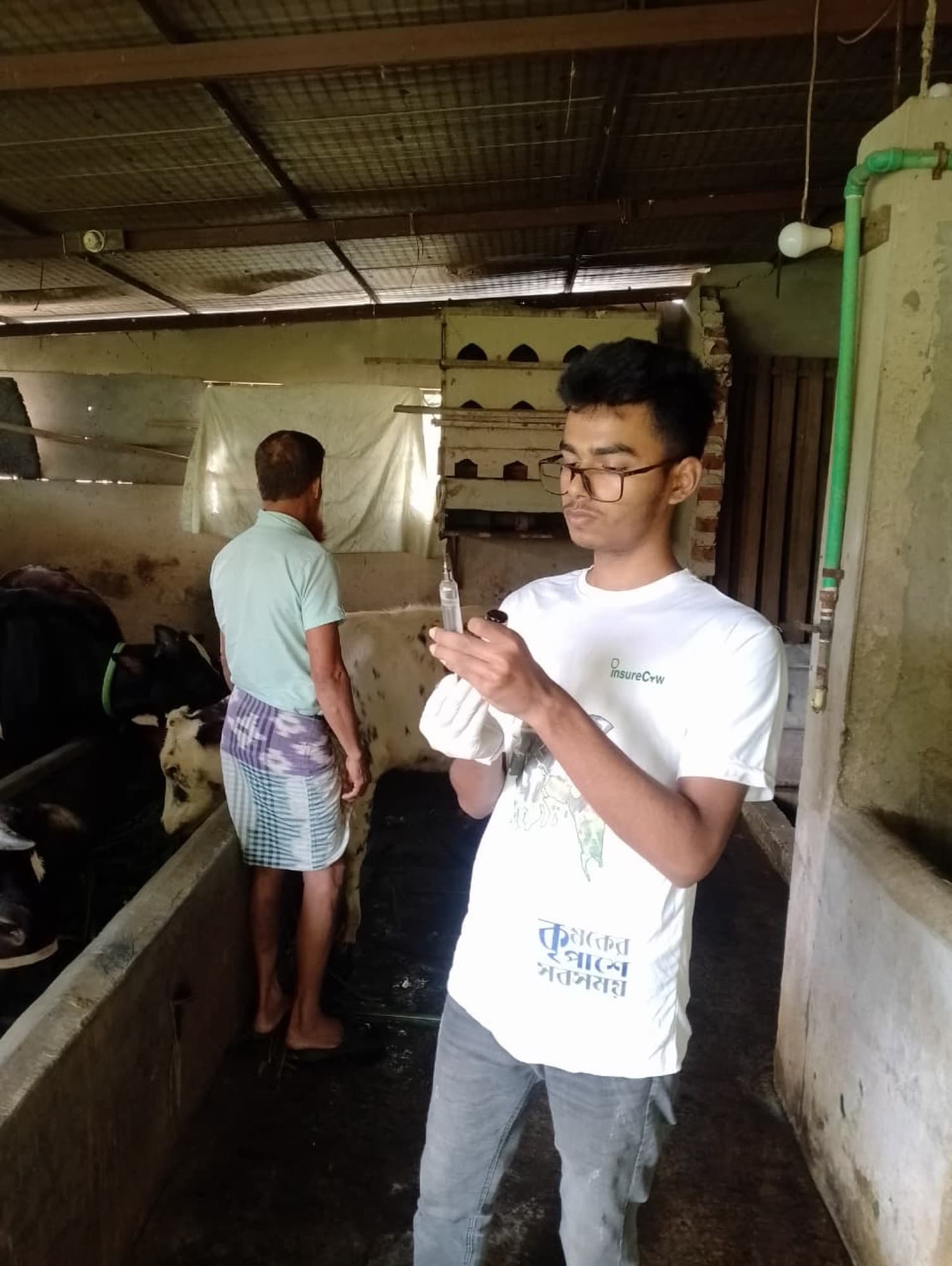 AgriCore veterinary staff preparing a vaccination in a managed shed